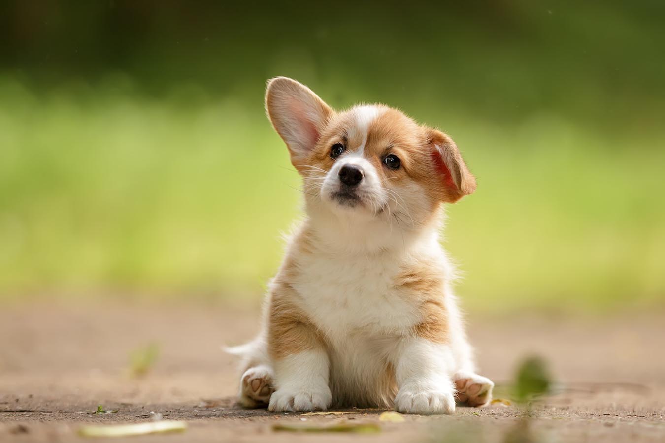 Corgi puppy