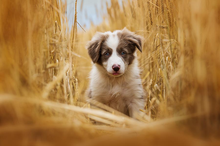 border collie puppy